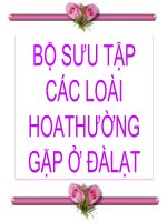 Bộ sưu tập hoa Đà Lạt