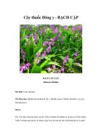 Cây thuốc Đông y - BẠCH CẬP pps