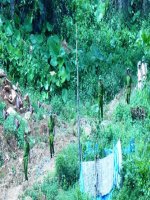 Chim bồ câu (giáo án thi vòng huyện)