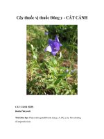 Cây thuốc vị thuốc Đông y - CÁT CÁNH potx