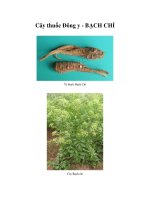 Cây thuốc Đông y - BẠCH CHỈ pot