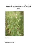 Cây thuốc vị thuốc Đông y - BỒ CÔNG ANH pot