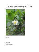 Cây thuốc vị thuốc Đông y - CÂY CHÈ ppsx