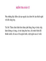 bai 43. cau tao trong chim bo cau