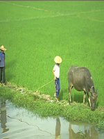 Bai: Một thứ quà của lúa non: Cốm