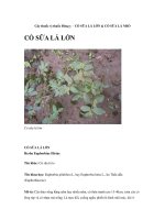 Cây thuốc vị thuốc Đông y - CỎ SỮA LÁ LỚN & CỎ SỮA LÁ NHỎ pptx