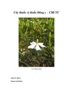 Cây thuốc vị thuốc Đông y - CHI TỬ ppt