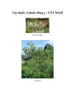 Cây thuốc vị thuốc Đông y - CÂY NGOI pptx