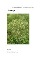 Cây thuốc vị thuốc Đông y - CỎ NHỌ NỒI & CỎ NGỌT docx