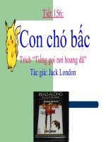 Tiết 156: CON CHÓ BẤC