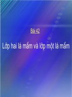 Bài 42. Lớp hai lá mầm và lớp Một lấ mầm
