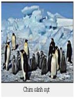 BÀI 21: MÔI TRƯỜNG ĐỚI LẠNH