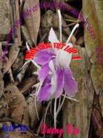 tập đọc lóp 2 tuần 28