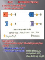 bài 11 axit nucleic (tt)