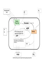 các sơ đồ chuyển hóa vật chất