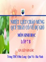 Tiêt 43 Chim bồ câu