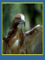 Các loài chim quý