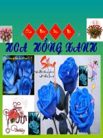 Hoa  Hồng  Xanh - Thư  Giãn