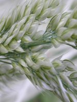 HÌNH NỀN CHO LAPPTOP TUYỆT VỜI