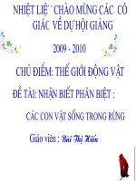 cac con vat song trong rung