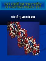 cơ chế tự sao của ADN