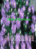 TLV4 QUAN SAT CON VAT