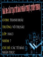 bài 10 tế bào nhân thực (tt)