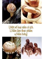 Tranh về các loài nấm