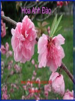 HOA ANH ĐÀO