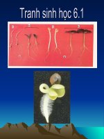 Tranh sinh hoc 6.1