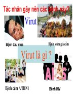 Bài 29: Cấu trúc các loại virut-sinh 10