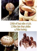 Hình ảnh một số loại nấm