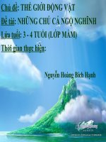 Những chú cá ngộ nghĩnh