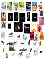 Các hình ảnh động