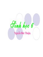 bài cấu tạo trong của thân non