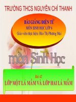 Lớp Hai lá mầm và lớp Một lá mầm