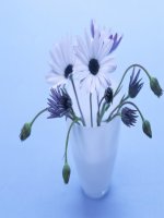 bai 30. Dau gach ngang