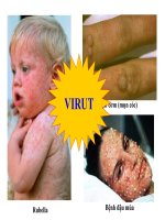 bài 29: cấu trúc các loại virut