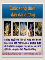 Cuộc sống đưới đáy đại dương