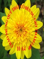 thuyết minh về hoa cúc