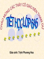 Hạt trần - cây thông