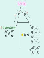 Đinh ly Talet đảo