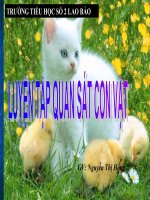 quan sat con vat