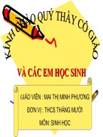 CAU TAO VA TINH CHAT CUA XUONG