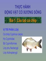 Phương pháp mổ cá (chuẩn)