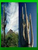 Bộ sưu tập Xương rồng cực lớn