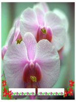 Tiet 64 - phuong trinh chua dau gia tri tuyet doi