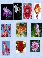 Hoi thi Nghi thuc doi