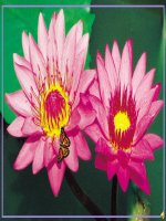 Tiết 60 BÀI TÁC ĐỘNG CỦA CON NGƯỜI ĐỐI VỚI MÔI TRƯỜNG