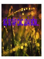 Các loài bướm xinh